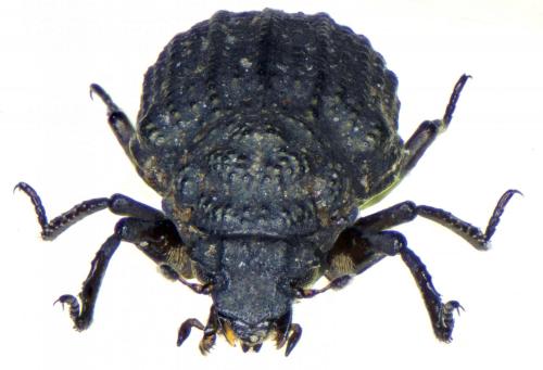 Georissus costatus